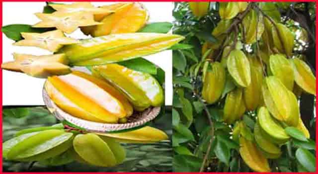 कमरख या स्टार फ्रूट खाने के फायदे - Star Fruit HEALTH Benefits And Side Effects In Hindi.