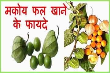 जिंदगी बदलेंगे मकोय फल के फायदे व नुकसान। Best Makoy Fruit In Hindi.